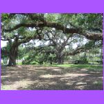 Live Oak Allee.jpg